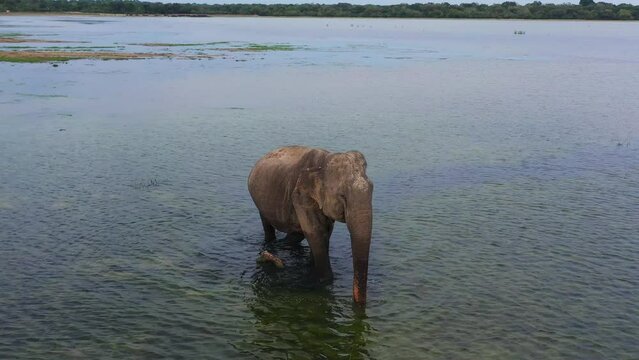 Top view of wid elephant in the lake in the national park. Wild animals. Sri Lanka.