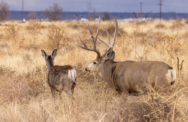 Mule Deer Buck during the Rut in Autumn in Colorado