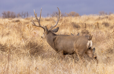Mule Deer Buck during the Rut in Autumn in Colorado
