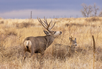 Mule Deer Buck during the Rut in Autumn in Colorado