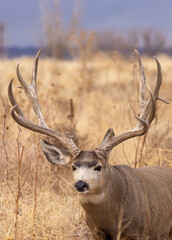 Mule Deer Buck during the Rut in Autumn in Colorado