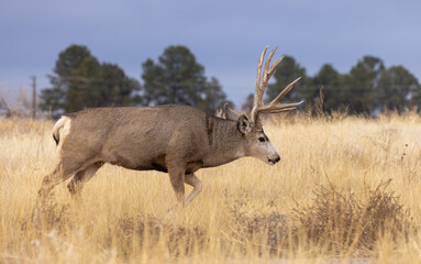 Mule Deer Buck during the Rut in Autumn in Colorado
