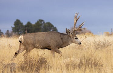 Mule Deer Buck during the Rut in Autumn in Colorado