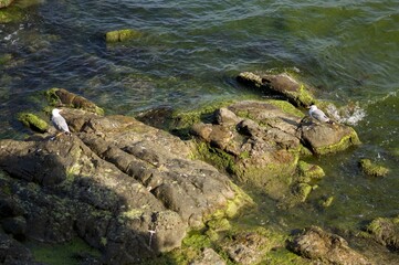 Seagulls Resting on Mossy Rocks