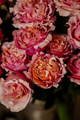 rose pink, close-up