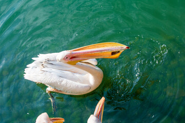 Aviary for waterfowl with pelicans in the Kharkiv Zoo, Ukraine. The photo was taken on October 12, 2021 at the Kharkiv Zoo, st. Sumska, 35, Kharkiv, Ukraine.