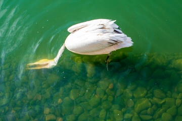 Aviary for waterfowl with pelicans in the Kharkiv Zoo, Ukraine. The photo was taken on October 12, 2021 at the Kharkiv Zoo, st. Sumska, 35, Kharkiv, Ukraine.
