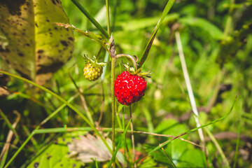 Wild Strawberries detail