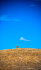 Fototapeta na wymiar ukraine colored image of tree on a hill