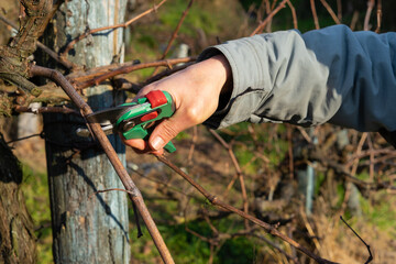 Obraz premium Man's hands cutting branch of wine vine plant. Vine pruning.