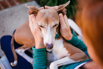 Woman's hands petting her dog