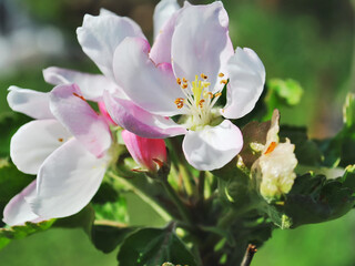 tree blossom, apple flower