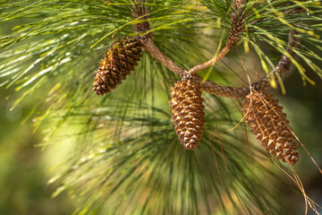 Longleaf pine branches with cones (Pinus palustris). Pine tree with long needles and cones.