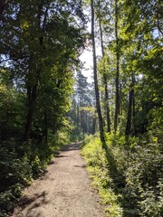 forest mountains nature flowers sun rays forest path