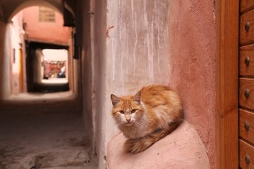 Street cats of Marrakech, Morocco
