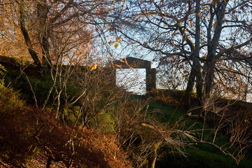 Ruined building. Forest with the remains of a building