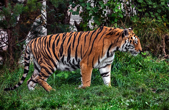 Bengal tiger walking on the lawn. Latin name - Panthera tigris tigris