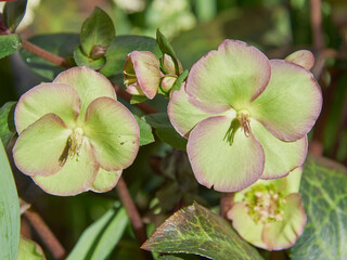 Green hellebore close-up. Spring flowers as a background.