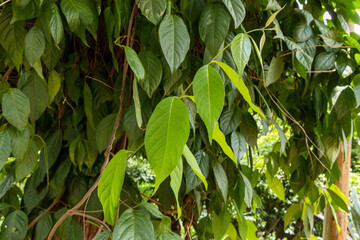 Folhas do Cip&oacute; Mariri Banisteriopsis caapi,