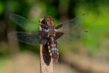 Macrophotography of flat blue dragonfly also called libellula depressa. Blurred bokeh background