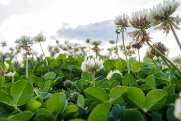野草　クローバー