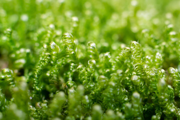 Calliergonella lindbergii moss in the ground in forest. Macro photo