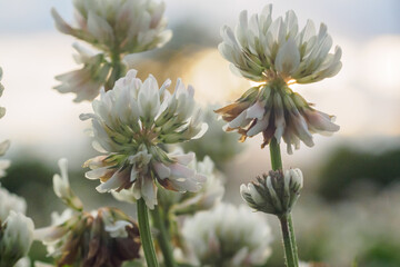 野草　クローバー
