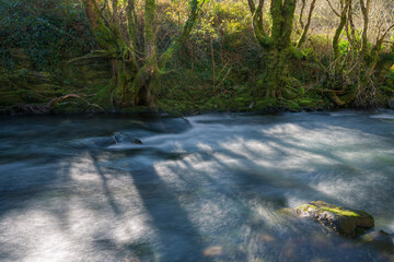 Ancient chestnut trees next to the cold winter waters of a river