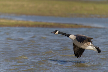 Canada goose, Branta canadensis