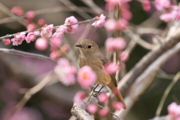 花に包まれるジョウビタキの雌