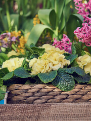 A bright primrose in a wicker basket standing on burlap .