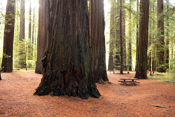 Redwood Forest With Picnic Table