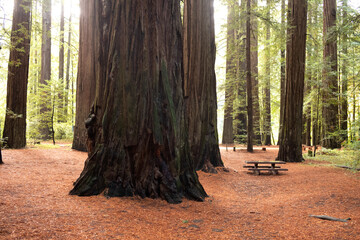 Redwood forest with picnic table and red leaves forest floor in the avenue of giants in California...