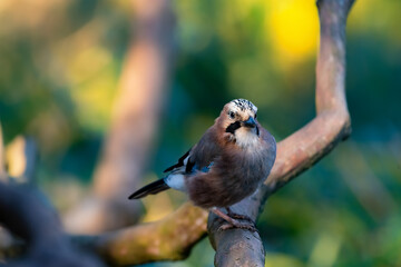 The Eurasian jay (Garrulus glandarius) is a species of passerine bird in the family Corvidae. Portrait of Bird sitting on a branch with colorful light rufous brown to a pinkish brown body plumage. 