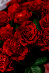 red roses close-up