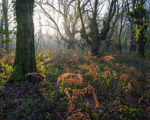 Morning sun clears the mist in an oak forest