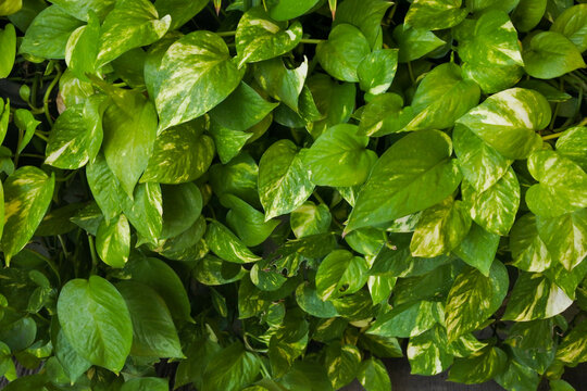 the lush leaves of the golden photos or money plant (Epipremnum aureum) plant that thrives freshly in the garden