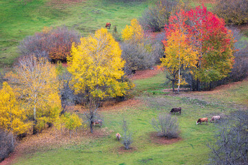 cows in autumn and woodland