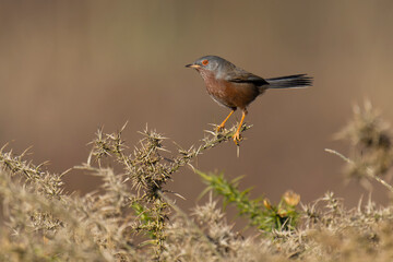 Fototapeta premium Dartford warbler, Sylvia undata,