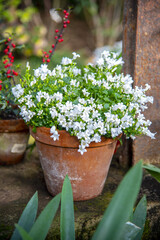 Elegant white campanula in a clay pot in the interior.
