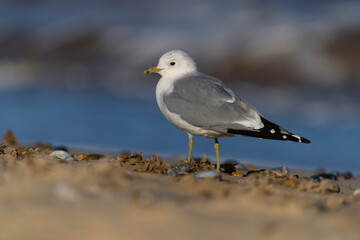 Common gull, Larus canus,