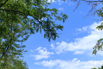 青空と木々
