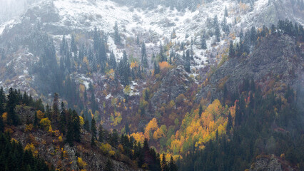 colorful trees with snow on them.autumn landscape