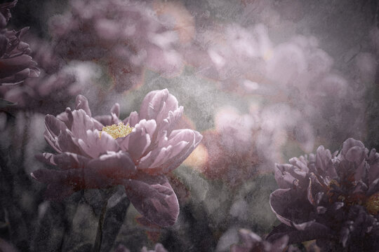 Kwiaty różowych piwonii ogrodowych. © anettastar