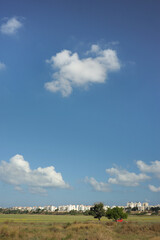 Trees, bushes, grass and cacti on waste ground near the town in Israel