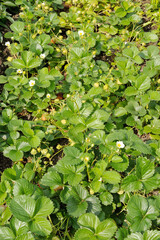 Strawberry beds with plants, flowers and berries