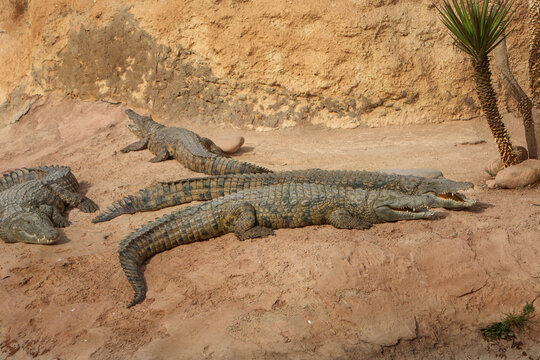a close-up photo of a crocodile. Reptile and predator