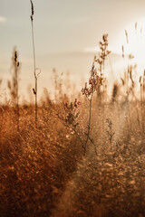 Obraz premium Wheat field
