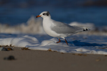 Mediterranean gull, Larus melanocephalus,