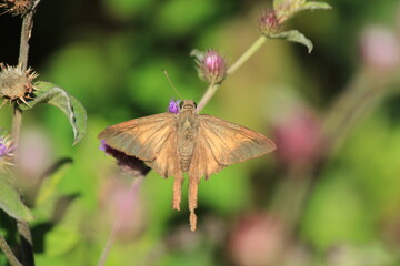 butterfly on flower
